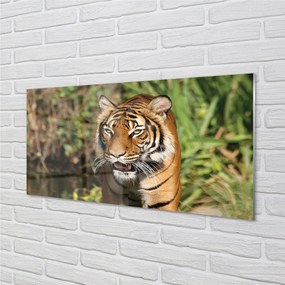 Quadro vetro acrilico Foresta di tigre 100x50 cm