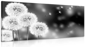 Quadro su tela – Dente di leone soffice in bianco e nero