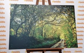 Quadro su tela – Foresta da fiaba
