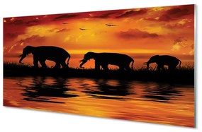 Quadro in vetro Lago dell'elefante occidentale 100x50 cm
