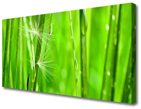 Foto quadro su tela Erba, piante, natura 100x50 cm