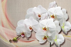 Carta da parati – Orchidea bianca su tela
