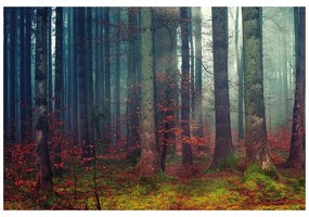Carta da parati – Mistero del bosco
