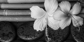 Stampa su tela – Natura morta wellness in bianco e nero