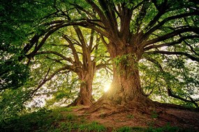 Carta da parati – Alberi maestosi