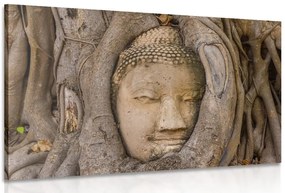 Stampa su tela – Ficus sacro di Buddha