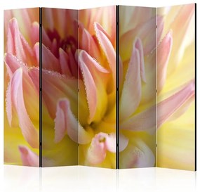 Paravento Pastel colored dahlia flower with dew drops II [Room Dividers]