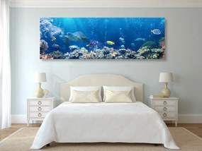 Quadro su tela – Pesci tropicali