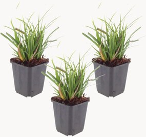 Set di 3 piante vere Carex morrowii