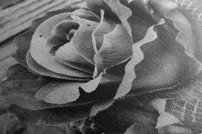 Quadro su tela – Rose vintage in bianco e nero