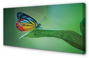Quadro su tela Foglia di farfalla colorata 100x50 cm