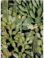 Mindthegap Carta da parati Opuntia - WP20165
