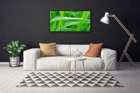 Quadro su tela Foglie, gocce di rugiada, natura 100x50 cm