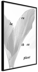 Poster  Calathea Leaves  Cornice Quadri Cornice nera, Larghezza x Altezza Home decor 30x45