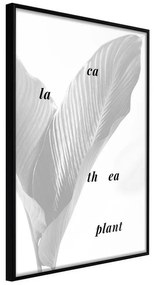 Poster Calathea Leaves