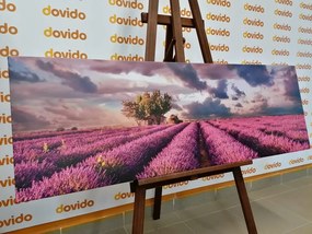 Stampa su tela – Terra dei campi di lavanda