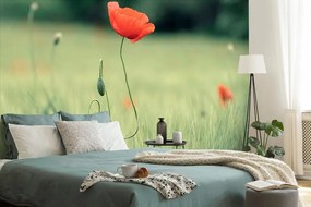 Carta da parati – Papavero solitario