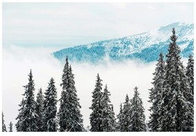 Fotomurale – Alberi di pino innevati