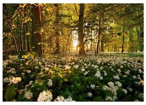 Fotomurale adesivo  Forest flora  Larghezza x Altezza Home decor 441x315