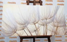 Quadro su tela – Semi di soffione