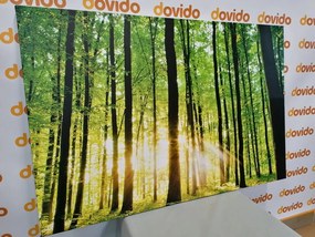 Stampa su tela – Foresta verde fresca
