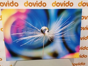 Stampa su tela – Goccia di rugiada su sfondo colorato