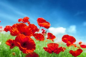 Carta da parati autoadesiva – Fiori di papavero sul prato