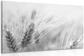 Stampa su tela – Campo di grano in bianco e nero