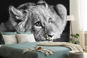 Carta da parati – Cucciolo di leone in bianco e nero