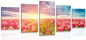 Quadri 5 pezzi – Alba su un campo di tulipani
