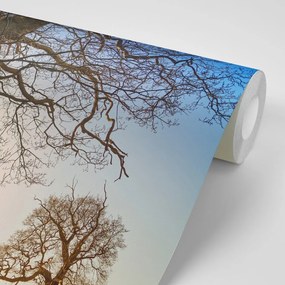 Carta da parati autoadesiva – Simbiosi degli alberi