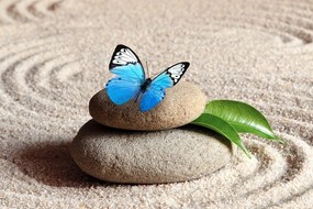 Stampa su tela – Farfalla blu nel giardino Zen