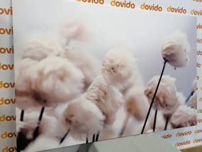 Quadro su tela – Fiori artici di cotone