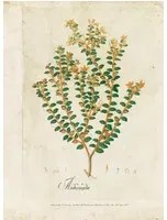 Coordonne Carta da parati panoramica Botanical Drawing - 6500503