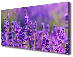 Foto quadro su tela Campo di lavanda viola 100x50 cm