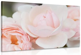 Quadro su tela – Pieno di rose