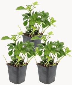 Set di 3 piante vere Pachysandra Terminalis