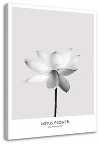 Quadro su tela, Fiore di loto bianco Natura 80x120