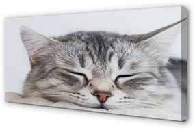Quadro su tela Cat addormentato 100x50 cm