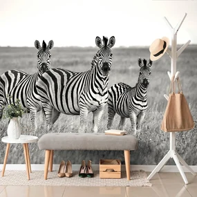 Carta da parati – Tre zebre in bianco e nero nella savana