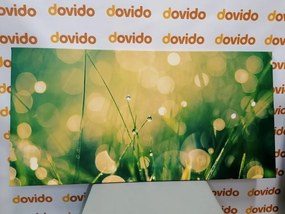 Quadro su tela – Rugiada mattutina