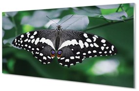 Quadro su vetro Foglie di farfalla colorate 100x50 cm