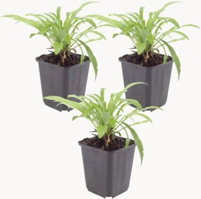 Set di 3 piante vere Bellflower Coerulea Campanula persicifolia Coerulea