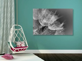 Stampa su tela – Macro soffione in bianco e nero su sfondo