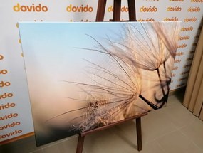 Quadro su tela – Soffione nel campo all'alba