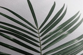 Quadro su tela – Splendido foglia di palma