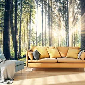 Fotomurale adesivo  Forest Walk  Larghezza x Altezza Home decor 147x105