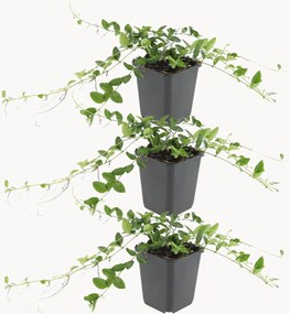 Set di 3 piante vere Vinca Minor Alba