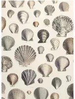 John Derian Carta da parati Captain Thomas Brown Shells - Oyster
