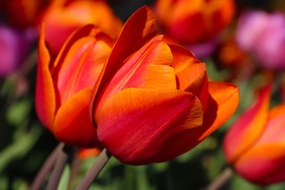 Carta da parati – Tulipani magnifici nel prato